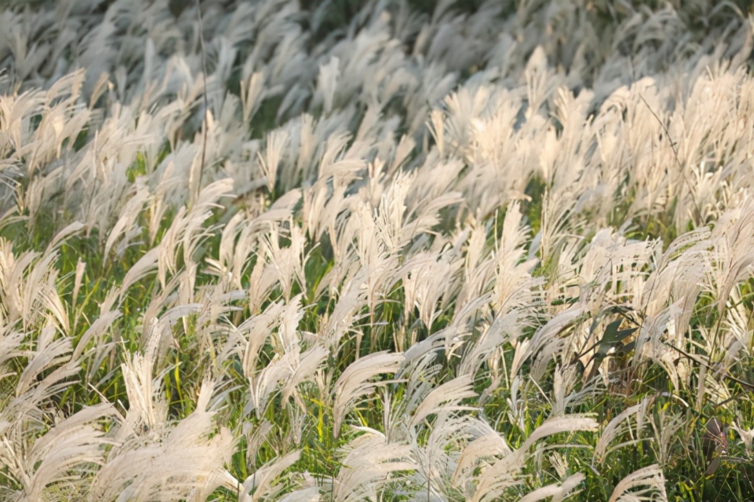 杭州的秋天随处可见都是美景,杭州西溪湿地美成调色盘