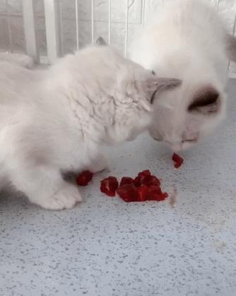 自制猫粮为什么软便,猫咪吃猫粮好还是自制的好