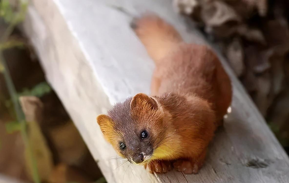 为什么长辈说黄鼠狼不能杀,黄鼠狼为什么不能杀科学依据