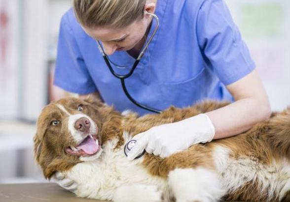 泰迪不吃也不拉怎么办,泰迪不吃不喝没精神要治疗多少天