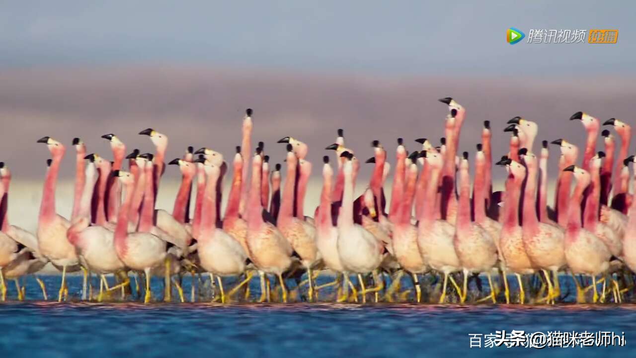 这种动物，你讲出它的名称，你是我尊敬优秀的粉丝