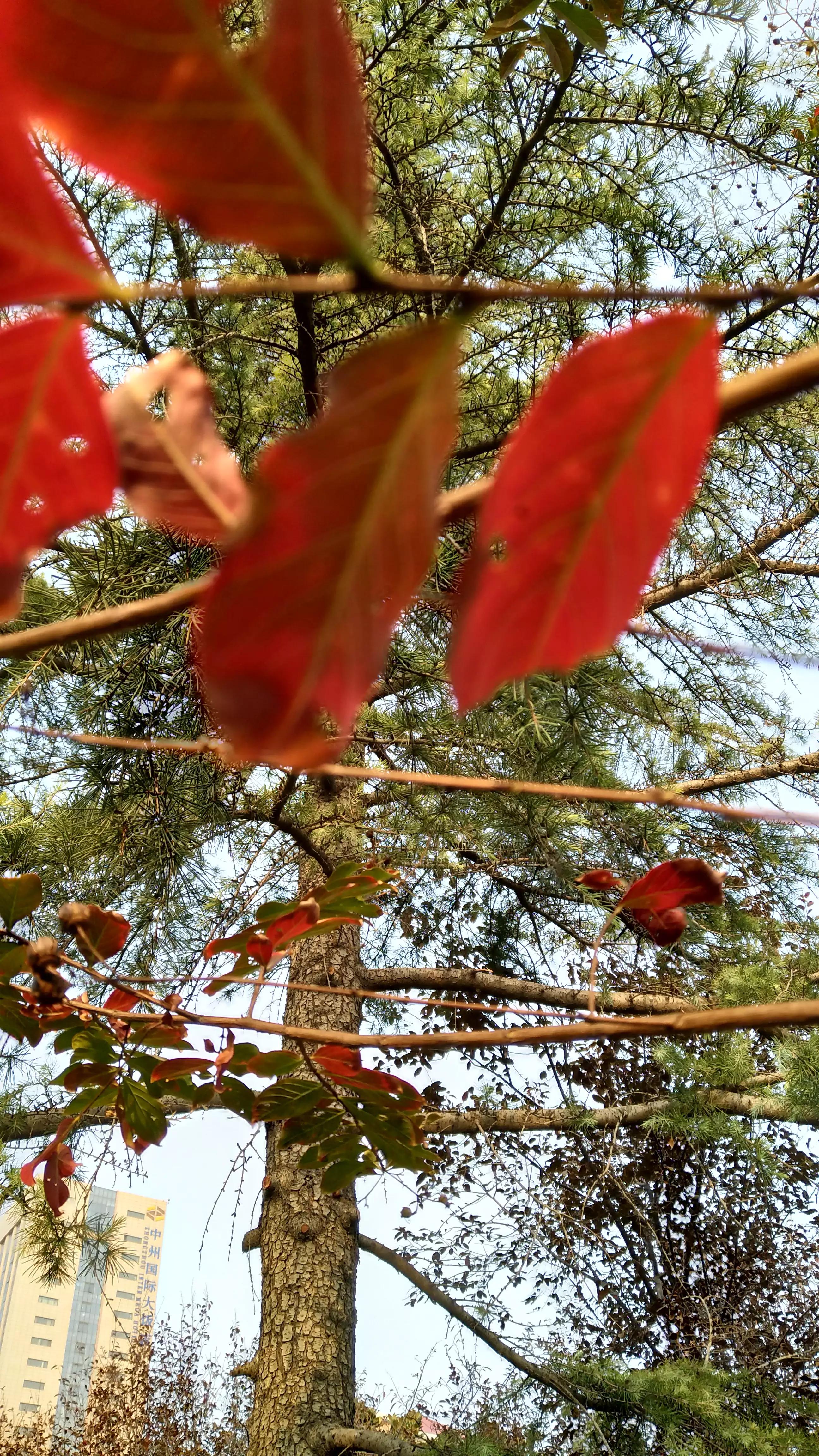 春天的红叶李花,红叶李的花