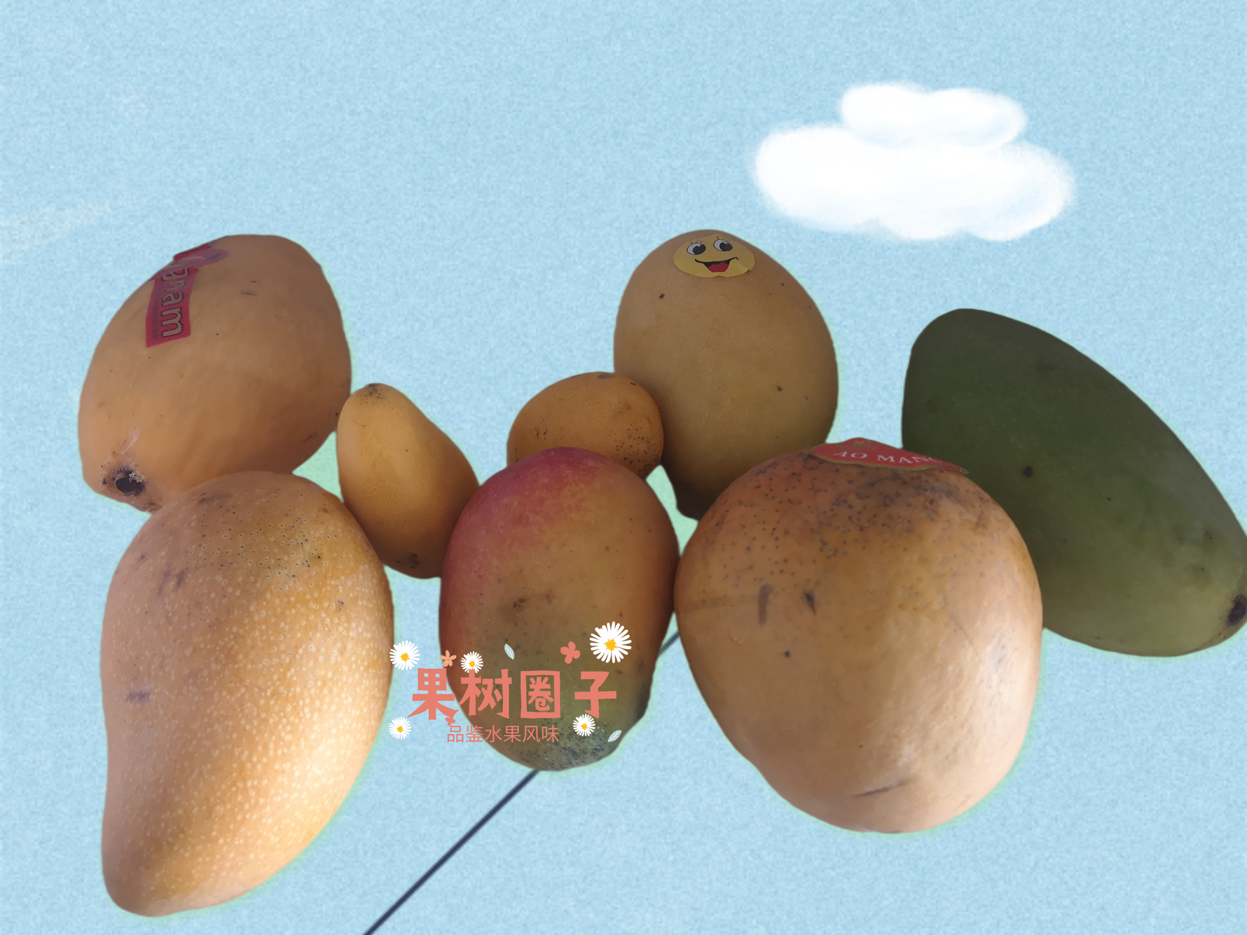 6大产地10种芒果大pk哪种最好吃,什么芒果4月份上市好吃