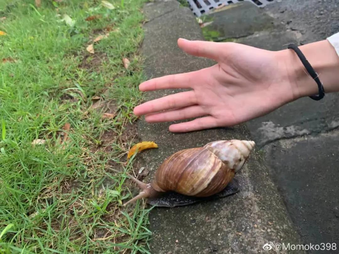警惕雨后出现的大蜗牛千万别碰,路边的蜗牛感染有什么症状