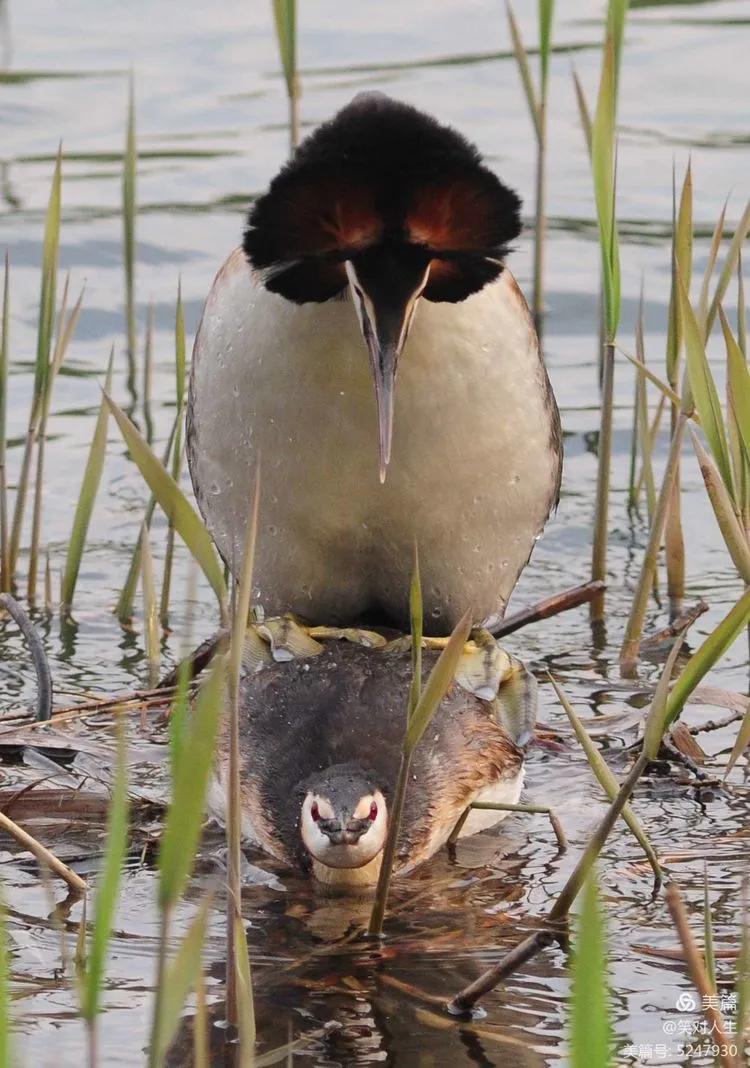 凤头鸊鷉粤语,斑头雁飞得最高的鸟
