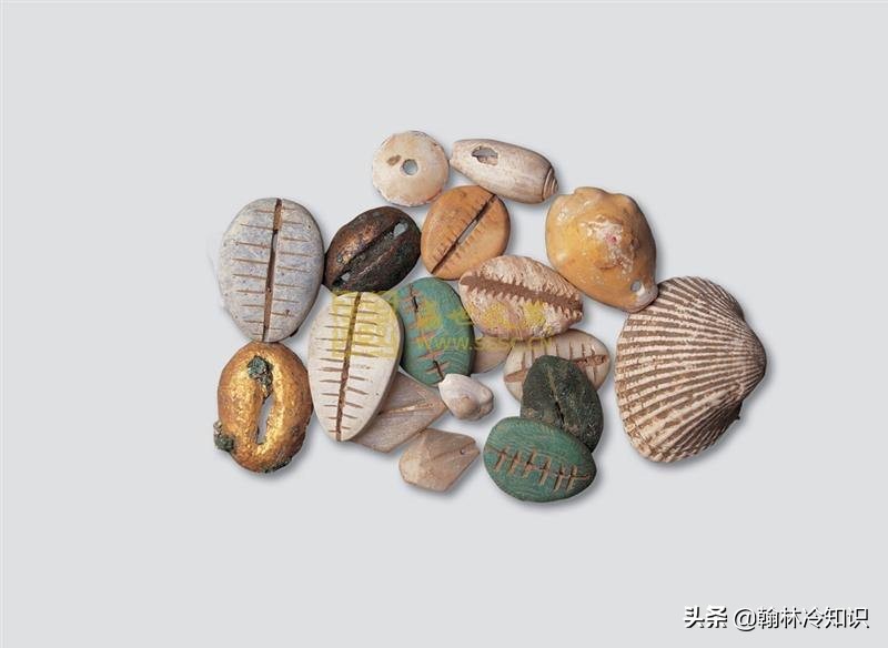 海边捡的贝壳能值多少钱,海边贝壳值钱吗