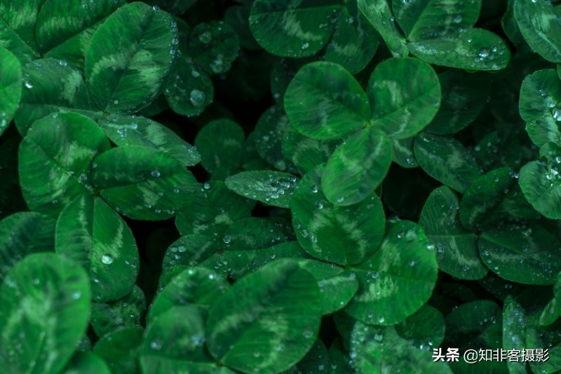 100元m43大光圈镜头推荐,50mm1.7定焦镜头怎么样