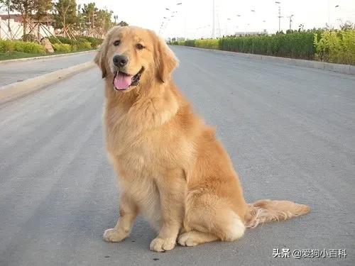 宠物狗的种类图片卡通,狗的种类视频