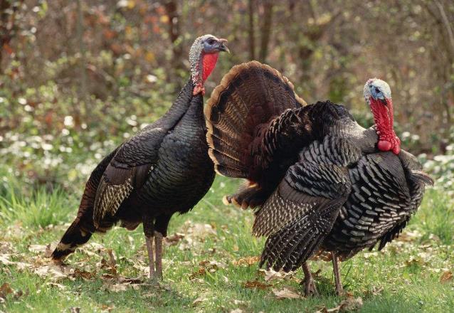 高清童年常见飞禽篇（值得珍藏）