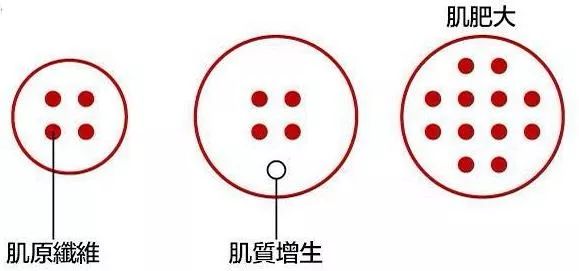 练胸肌中缝哑铃,胸肌中缝如何练