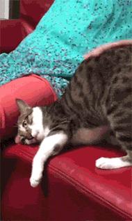 猫咪的快乐就是晃头晃脑,猫咪的隐藏开关