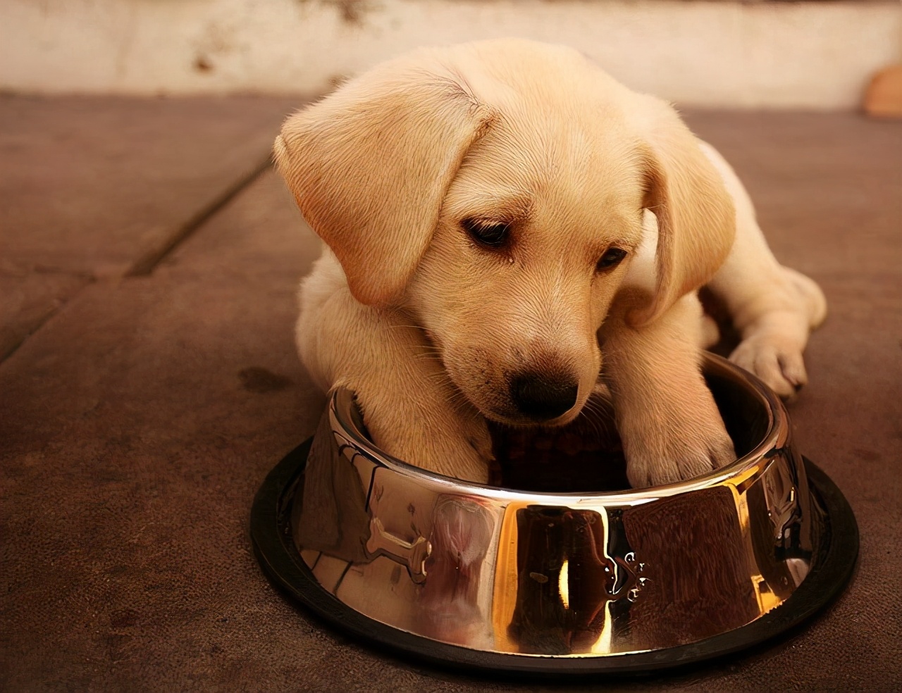 幼犬喂养小知识拉布拉多,幼犬喂养小知识不喂狗粮