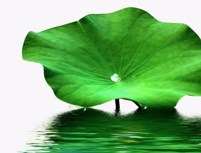 荷叶茶的功效与作用减肥,荷叶茶搭配什么减肥最快