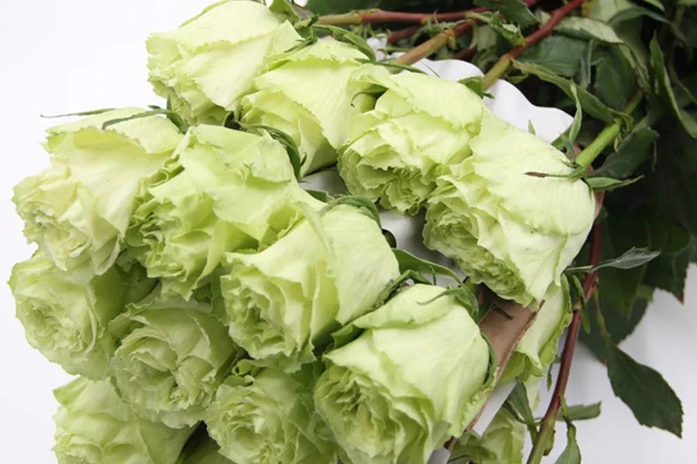 花店必备的5款玫瑰,花店常用的10款玫瑰花是哪些品种