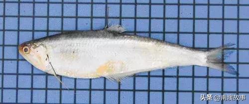 南澳渔民出海最常见的50种海鱼，都吃过，你就能退休了！