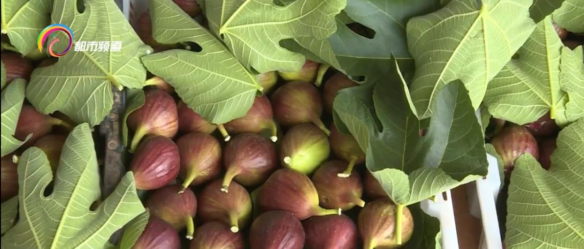 无花果农场致富模式,小小猕猴桃致富大产业