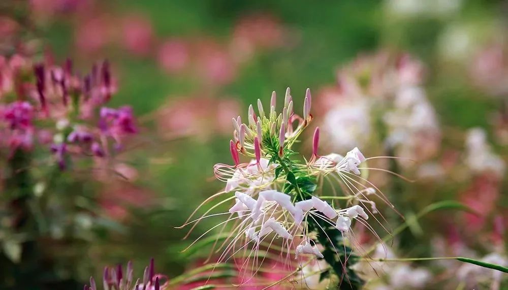 走，去太和！帽峰山下赏红叶、逛农庄、吃烧鸡、住民宿……