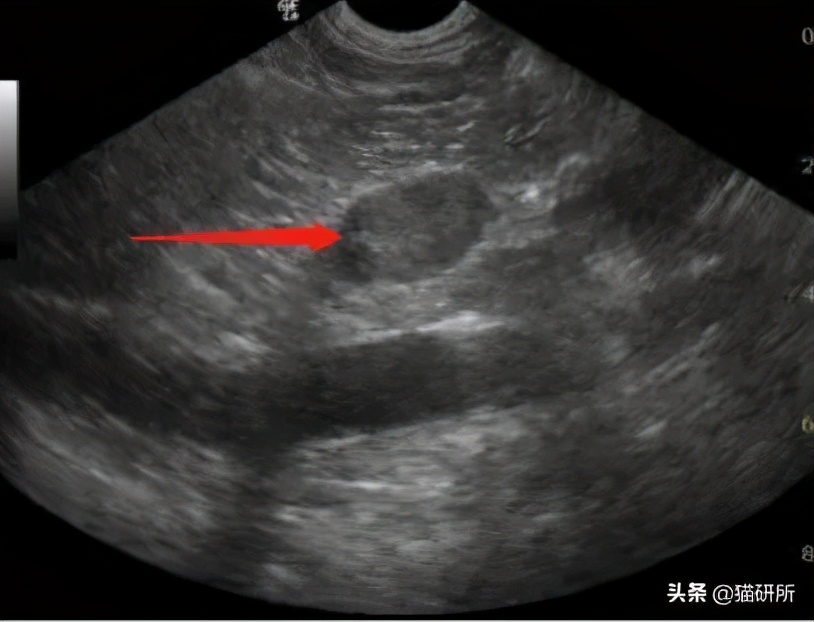 母猫猫咪不孕不育的症状,母猫不孕不育是因为什么呢
