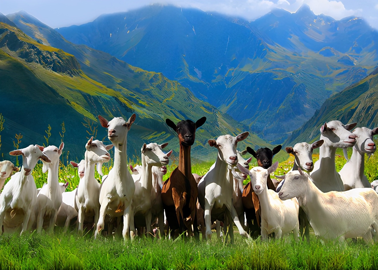 羊奶粉好不好,羊奶粉怎么给宝妈推荐