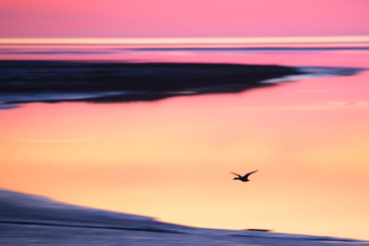 生态摄影师相机,生态摄影著名摄影家