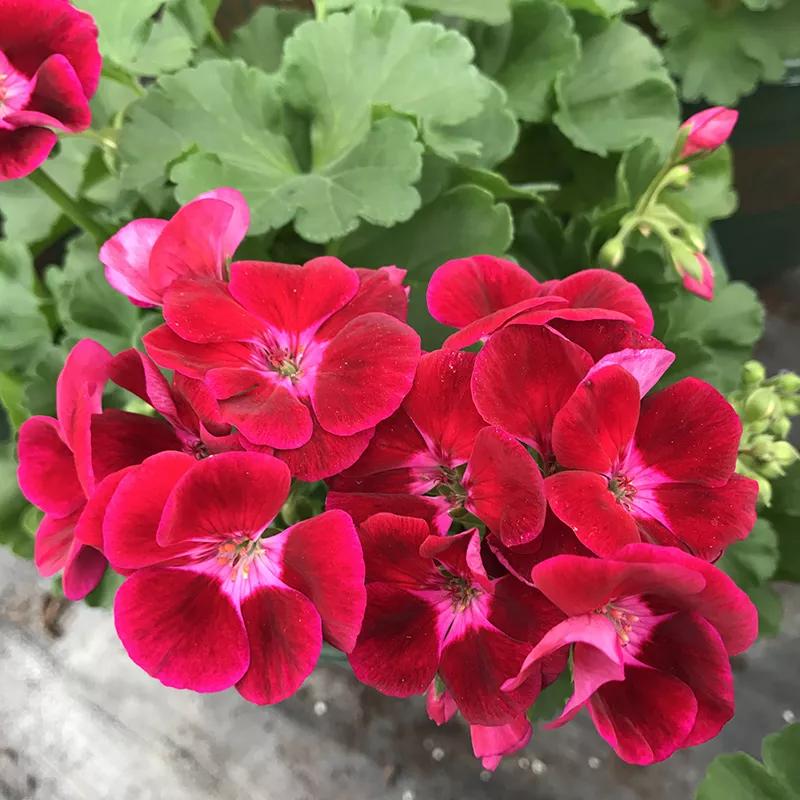 10种天竺葵,天竺葵100种图片大全