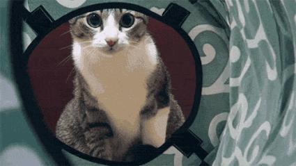 怎么解决让猫咪白天闹晚上睡觉,猫咪晚上太闹吵得休息不好怎么办