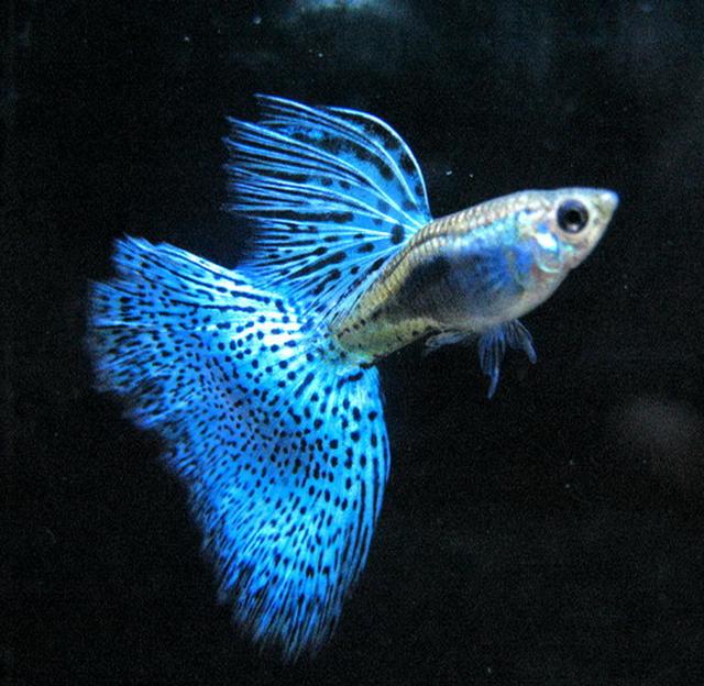 新手养什么鱼干净好,新手养什么鱼比较容易养活