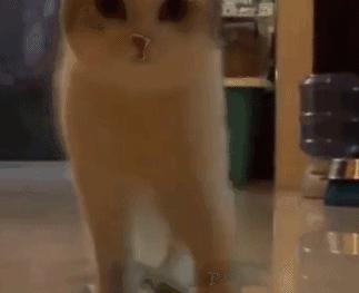 什么品种的猫咪寿命最长,猫咪的寿命最长是什么猫