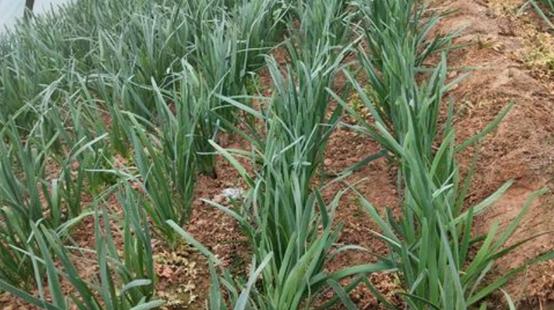 韭菜地里的蛆虫怎么灭,种植韭菜长韭蛆怎么治