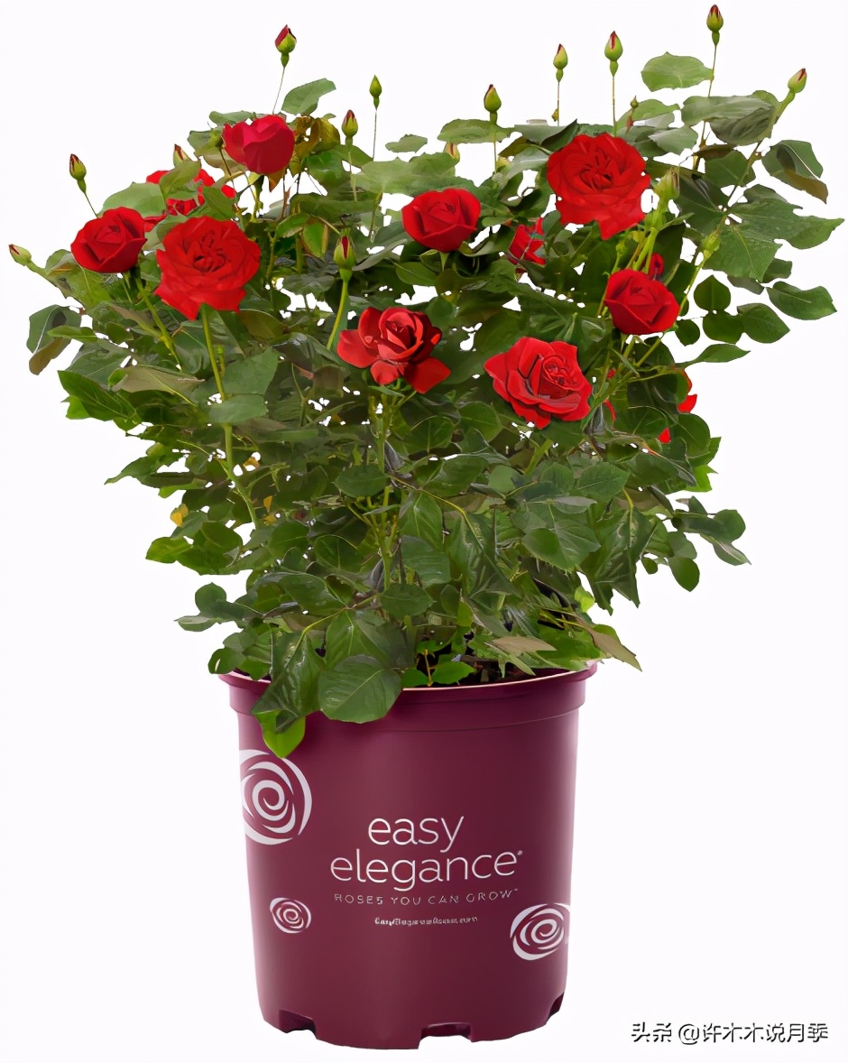 藤本月季怎么在阳台做花墙,藤本月季和蔷薇哪个更适合花墙