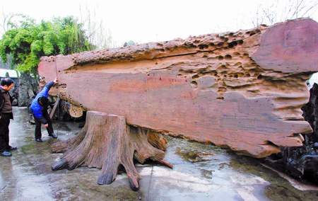 乌木与阴沉木的区别,乌木和阴沉木的区别在哪里