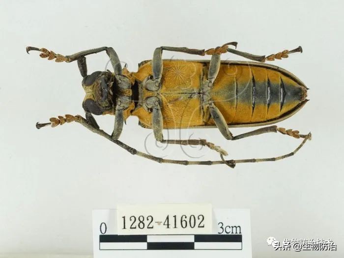 蛀干害虫是钻蛀害虫吗,果树枝干钻蛀害虫图片