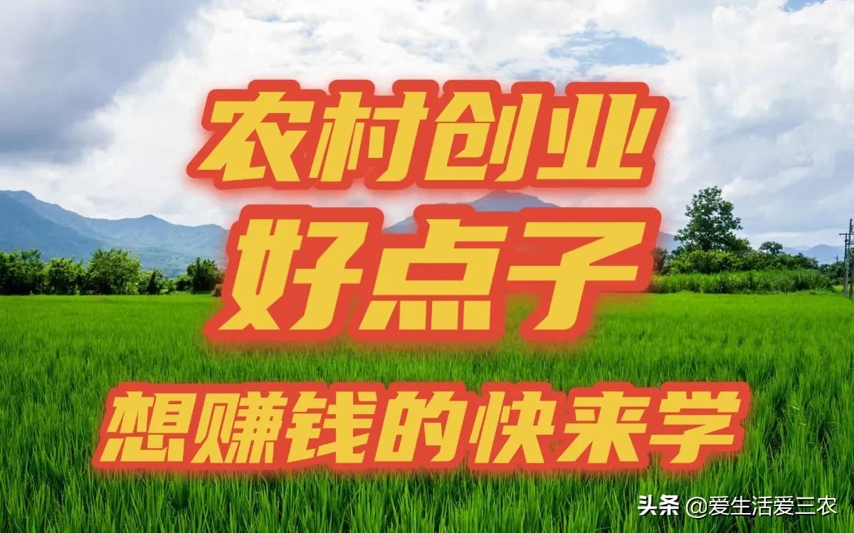 农村创业项目推荐2021新政策,农村创业项目推荐2021小本生意