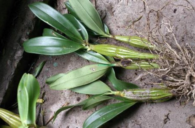 澳洲石斛兰花烂根要怎么挽救,石斛烂根清理后能用生根粉吗