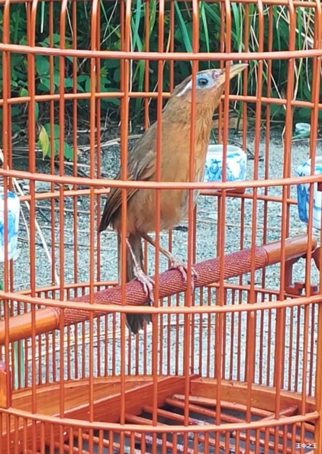 画眉鸟换毛期怎么养,画眉鸟怎么照料