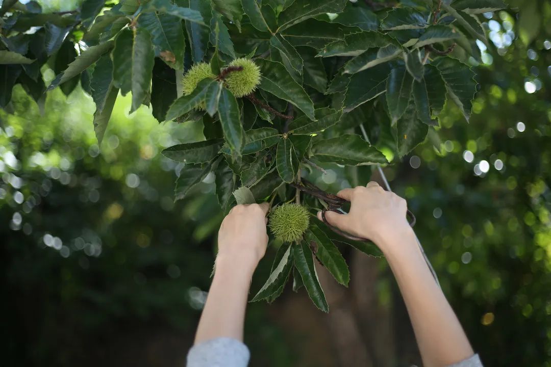 跑山猪原生态散养土黑猪,大山里的美食土鸡土鸭