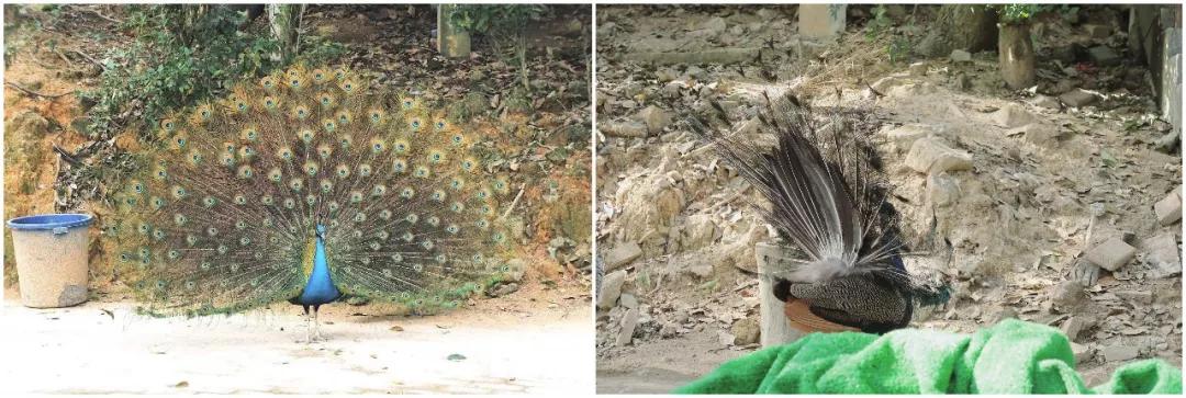 在动物园散步才是正经事|暴走福州