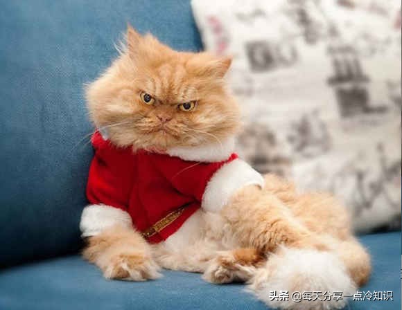 世界上最有名的12只猫咪,世界上十大最可爱的猫咪排名