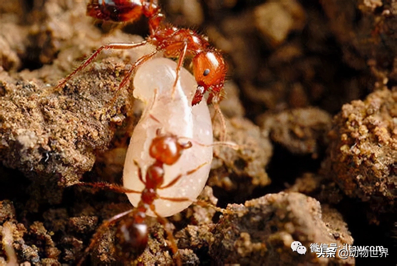 消灭入侵红火蚁,红火蚁入侵完整版