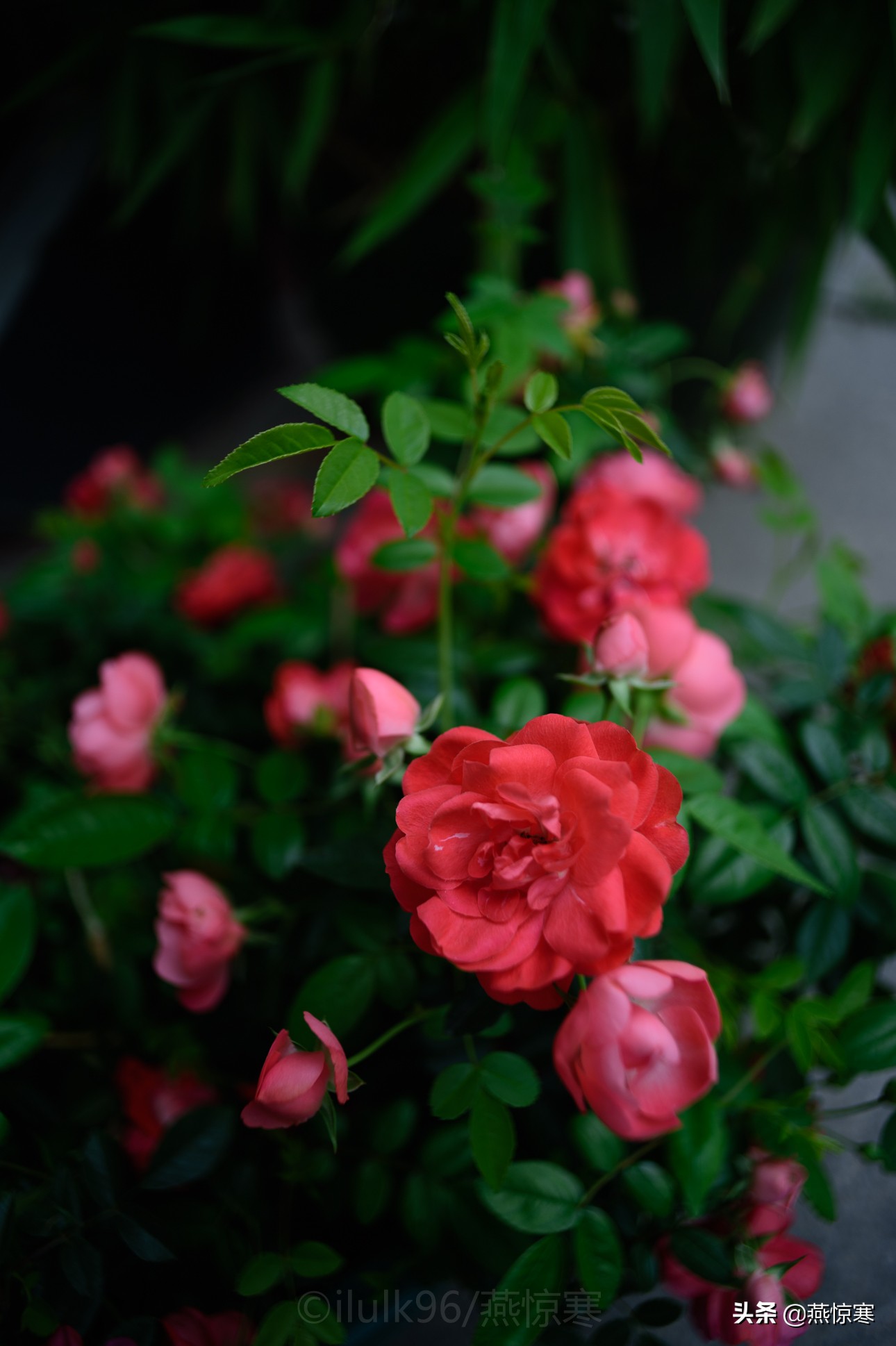 说说我用过的那些相机和镜头（3）：尼康篇