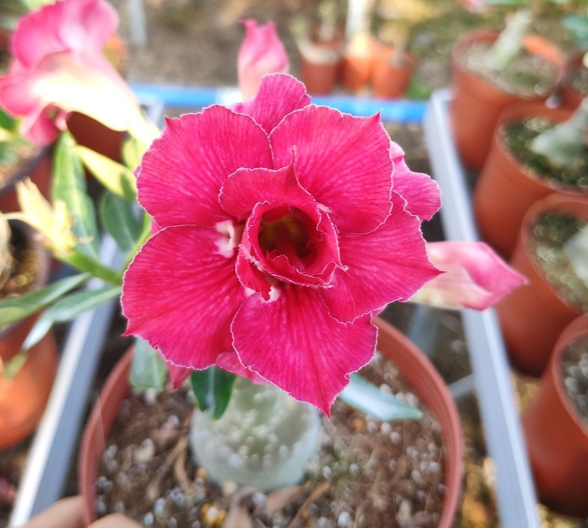 84个沙漠玫瑰品种，收起来慢慢看，待到来年春天选几种喜欢的养