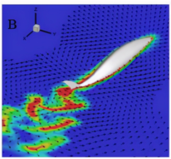 鱼为什么会游泳30字,鱼为什么会游泳