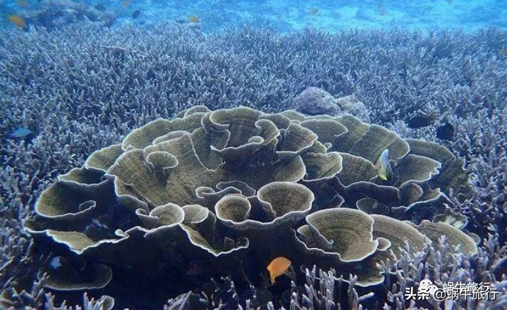 巨蜥像退休大爷休闲漫步；满海的活珊瑚、海葵…国家公园开岛啦