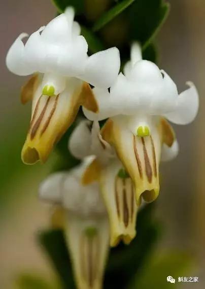 扭瓣石斛是春石斛吗,石斛介绍的视频