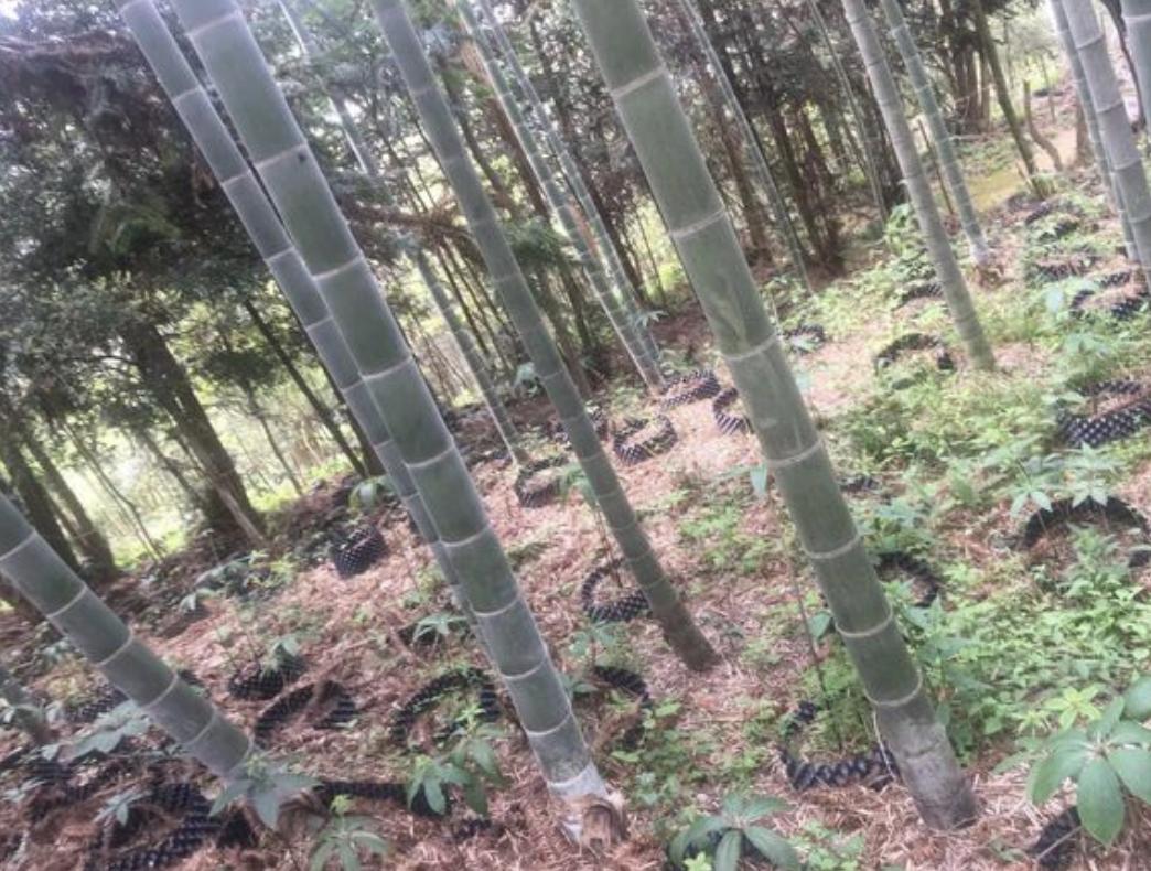 在竹林，生长着“1种草”，被称为“重台”，别去踩它，太少见