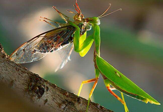 螳螂捕蝉的历史背景,螳螂捕蝉的真实事迹