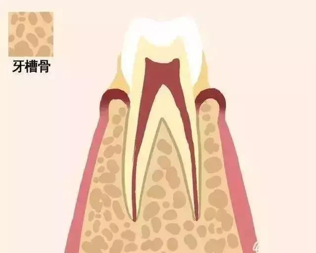 牙齿松动感觉要掉了还能怎么拯救,牙齿松动最佳补救要花多少钱