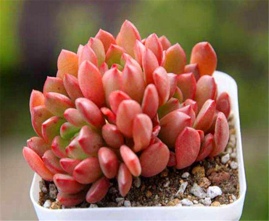 多肉红宝石的十大忌讳,多肉红宝石怎么才发红