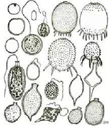 鱼塘绿藻是什么原因引起的,池塘发绿怎么处理