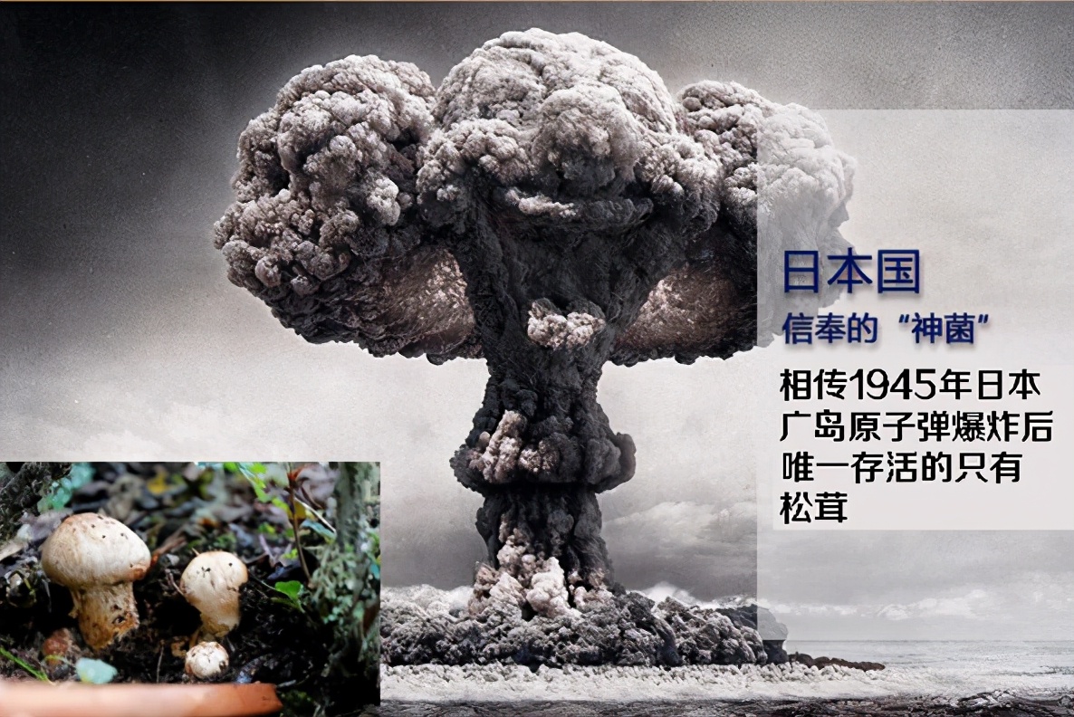 松茸在日本的神菌,高山松茸植物医生怎么用